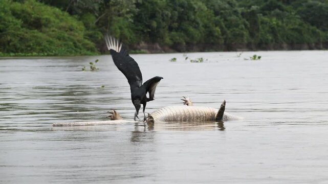 Black vulture eats dead caiman in river while it rains, Coragyps atratus, caiman, Melanosuchus niger, Rio S&atilde;o Louren&ccedil;o, Brazil, dead, death, rain,  slow motion