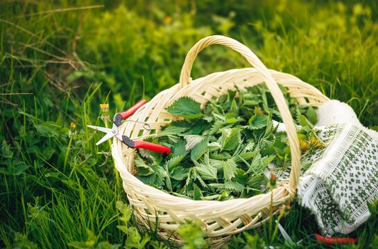 A wicker basket brims with vibrant green nettles, flanked by gardening shears. The soft sunlight bathes the enchanting meadow, celebrating the art of foraging and the connection to nature