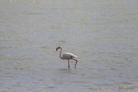 flamingo ambulating in shallow water at Montelargius lagoon, Cagliari, Italy