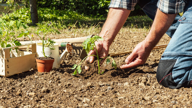 Close up of farmer's hands planting tomato seedling in soil in organic field. Garden work in spring. Traditional agriculture.