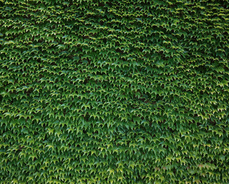Background Tecture Of Green Ivy Leaves On A Wall