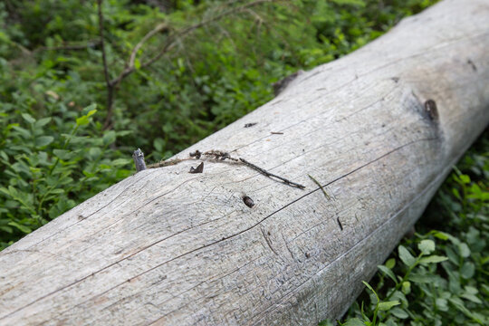 Ancient dead pine tree trunk in Finnish boreal forest. Weathered kelo wood pine log in untouched Nordic forest