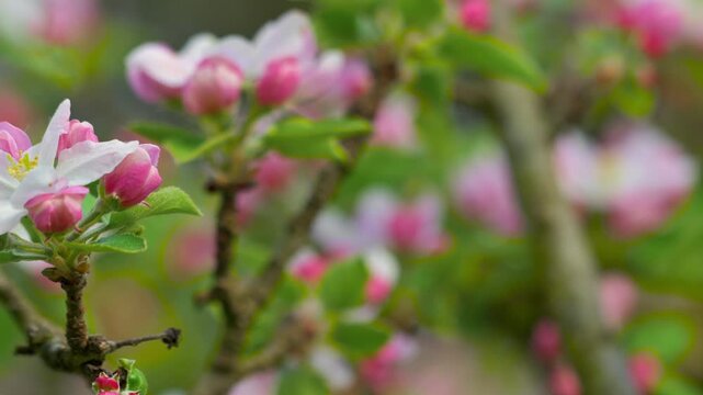 Cinematic view of apple tree branches covered in fresh pink flowers during spring season. Bright and vibrant blooming apple orchard landscape. High quality 4k footage