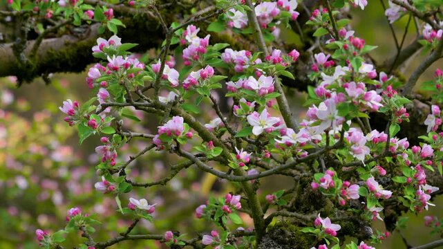 Cinematic view of apple tree branches covered in fresh pink flowers during spring season. Bright and vibrant blooming apple orchard landscape. High quality 4k footage