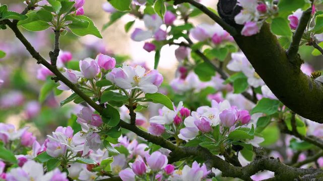 Cinematic view of apple tree branches covered in fresh pink flowers during spring season. Bright and vibrant blooming apple orchard landscape. High quality 4k footage