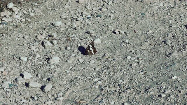 A beautiful grayling butterfly rests peacefully on a stony path in Crimea. This serene moment in nature fills the heart with a sense of calm and quiet joy.