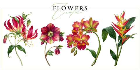 Fototapeta premium Colorful exotic flowers isolated on a white background. Vintage painting style illustration.