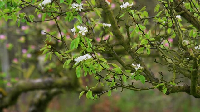 Cinematic view of apple tree branches covered in fresh pink flowers during spring season. Bright and vibrant blooming apple orchard landscape. High quality 4k footage
