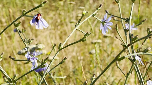 A colorful blister beetle rests on bright blue chicory flowers in a sunny field in Crimea. This lovely, peaceful scene fills the heart with pure joy.