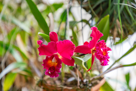 Beautiful orchid flowers growing in an orchidarium under controlled conditions of light, humidity and temperature in the orchidarium of Estepona, Malaga. Orchidaceae, monocotyledonous plants