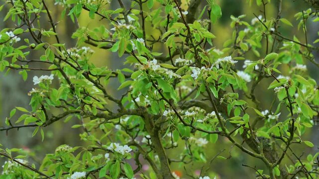 watch as flower buds transform into blooming beauty on a picturesque sunny meadow, showcasing the serene and natural essence of springtime. this close-up shot highlights the delicate white.
