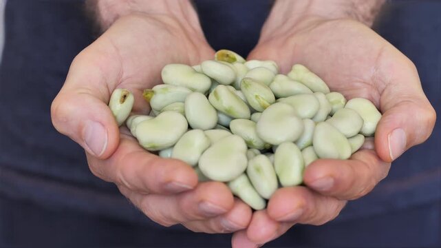Fava beans, close up of man hands holding and showing fresh raw broad beans, farm to table concept