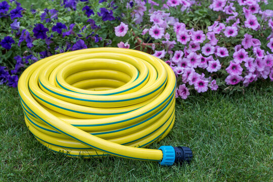 Unwrapped Yellow Garden Hose on Lawn with Blooming Calibrachoa