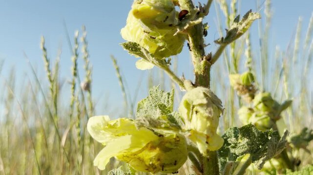 Tiny ants crawl busily on pale yellow hollyhock flowers in a sunny field in Crimea. This lovely, close-up view of nature brings a cheerful feeling of wonder.