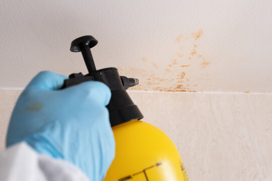 Close up of a hand with protective glove cleaning mold in a bathroom with a sprayer