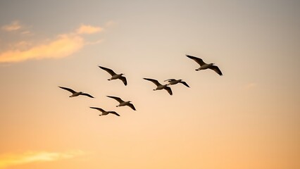 Fototapeta premium A flock of birds flying in a V-formation, wingtips overlapping against a sunset sky.