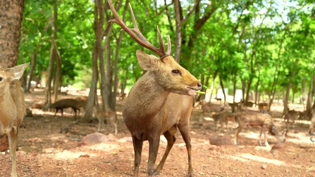 A majestic stag eating leaves in a peaceful green forest during a sunny day, showcasing wildlife in its natural habitat.