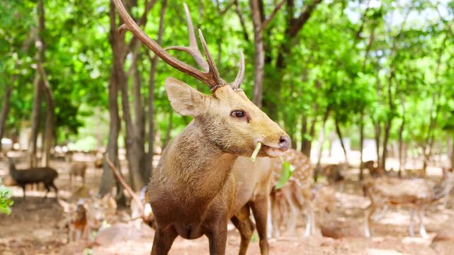 A majestic stag eating leaves in a peaceful green forest during a sunny day, showcasing wildlife in its natural habitat.