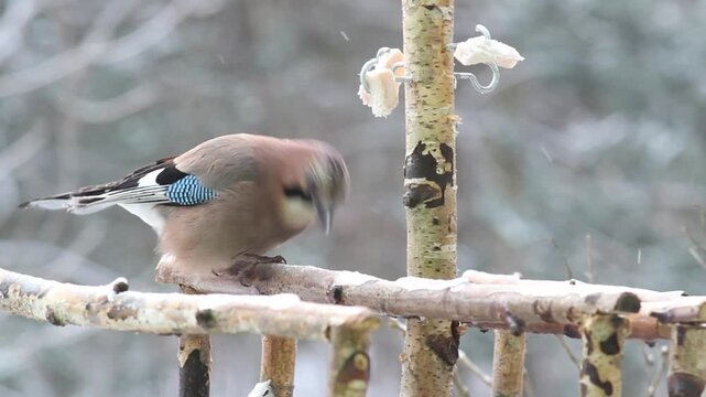 Eurasian jay (Garrulus glandarius) eating pork fat at a bird feeder and wiping its beak on a branch