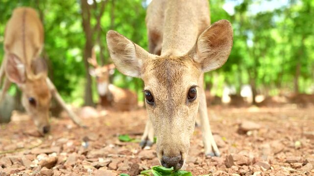 A majestic stag eating leaves in a peaceful green forest during a sunny day, showcasing wildlife in its natural habitat.