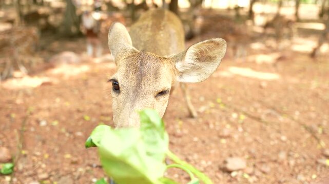 A majestic stag eating leaves in a peaceful green forest during a sunny day, showcasing wildlife in its natural habitat.