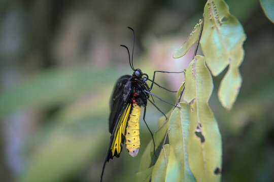 Common Birdwing Butterfly Troides Helena Resting on Green Leaves