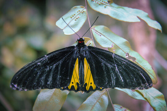 Common Birdwing Butterfly Troides Helena Resting on Green Leaves