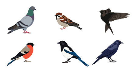 Fototapeta premium Selection of six different wild birds including a pigeon, sparrow, swallow, bullfinch, magpie, and crow isolated.