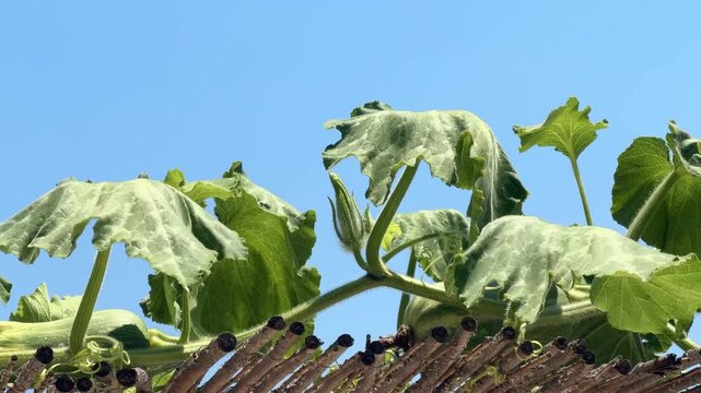 Wilting squash plant leaves moving in breeze, wooden trellis and blue sky
