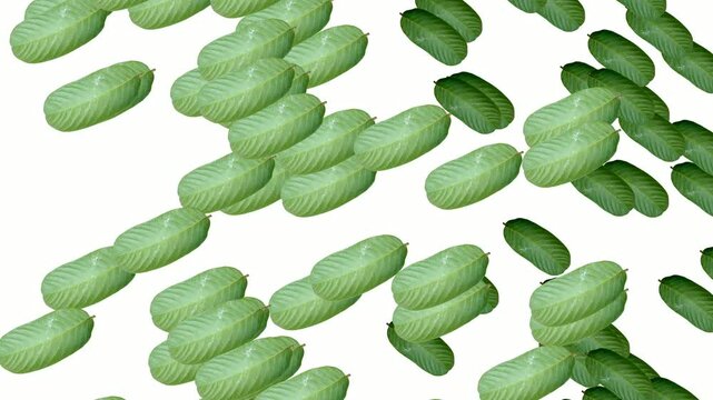 Guava Leaves Falling Animation Isolated on White Background Loop