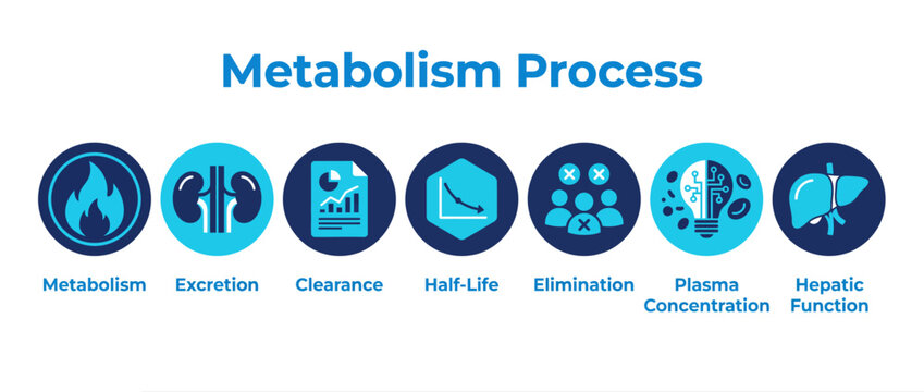 Metabolism process icon set, medical pharmacology infographic, drug elimination vector