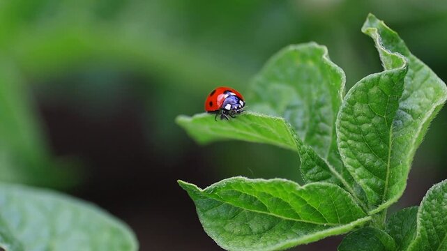 Red ladybug on green leaf