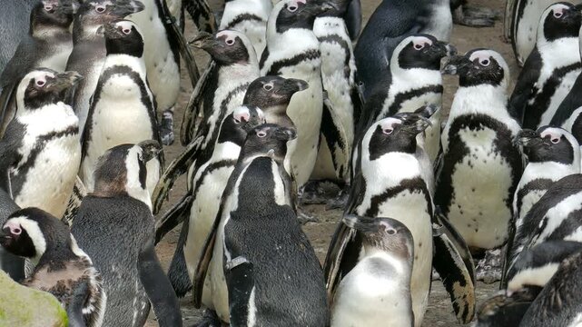 The African Penguin, scientific species name - spheniscus demersus