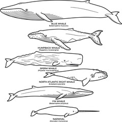 Hand Drawn Whale Species Outline Collection Featuring Blue Whale, Humpback, Sperm Whale, Narwhal, and Marine Mammal Vector Illustration Set © MstSuborna