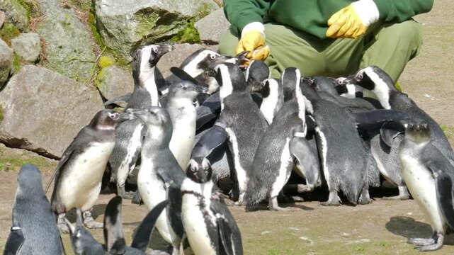 African penguin (Spheniscus demersus) feeding time at the zoo, zookeeper giving fish from a bucket