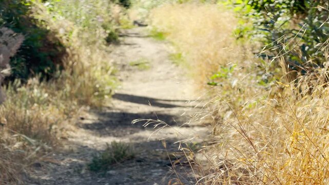Golden brome grass sways softly along a quiet dirt path in Crimea. This warm, sunlit trail brings a peaceful feeling of nostalgic summer calm.