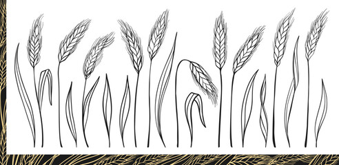 Wheat ear line set. Cereal grain spikelet and stalk symbols for bakery, bread, beer logo and organic packaging label. Agriculture harvest farm design elements. Vector icon illustration © neliakott