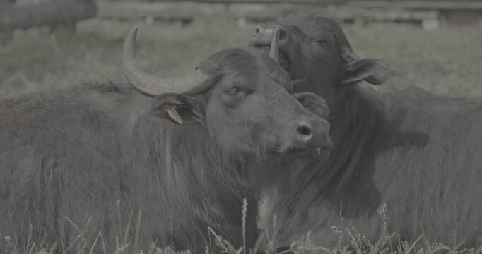 Two Black Water Buffalos Resting Peacefully in a Serene Green Field