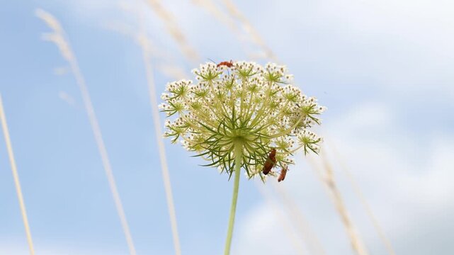 Wild carrot plant, daucus carota, wildflower with common red soldier beetles and fly, flowers attract  variety of pollinators
