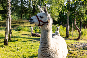 White llama stands in bright green meadow, wearing red halter © Tobben-PHOTO