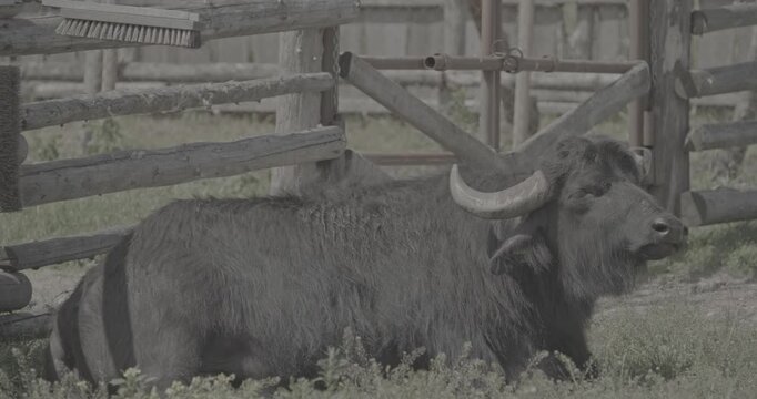 Majestic black buffalo with strong horns against wooden fence