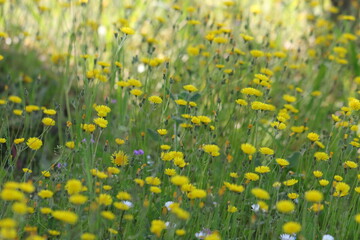 fiori gialli in un campo in primavera © Simona