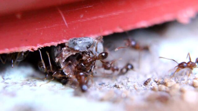 Close-up image of ants transporting food debris near a wooden surface outdoors.