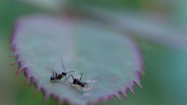 Close-up macro shot of two ants exploring a textured purple leaf surface in nature.