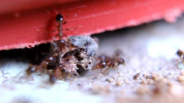 Close-up of ants transporting fragmented wood near a red surface, showcasing natural insect behavior.