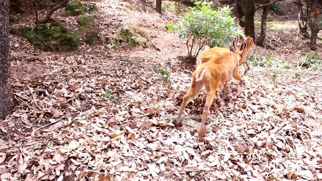 Young deer standing alert in a leaf-covered forest floor setting.