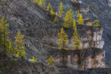 Fototapeta premium Larches Growing on Rocky Mountain Slope