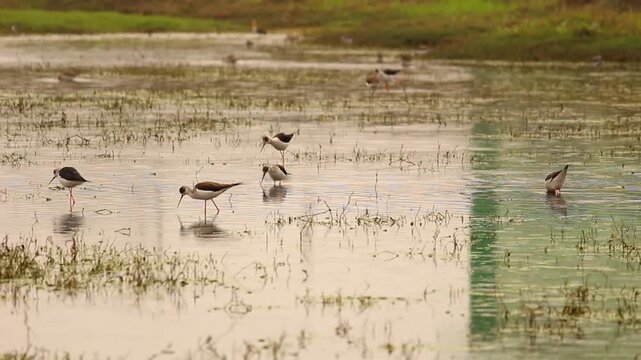 Graceful wading birds foraging in shallow, reflective wetlands surrounded by sparse vegetation at dawn or dusk.