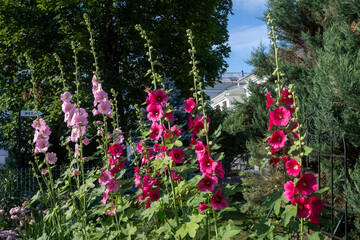 Pink and magenta hollyhocks blooming near garden fence © elenarostunova