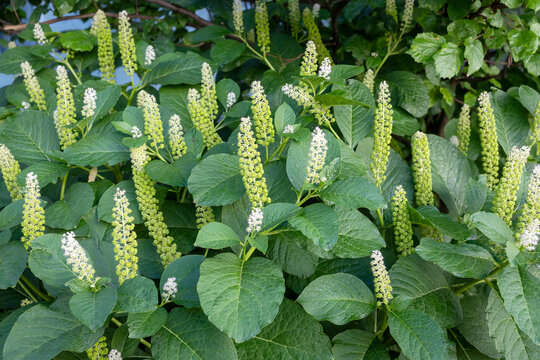 Phytolacca americana with white flower spikes among green leaves